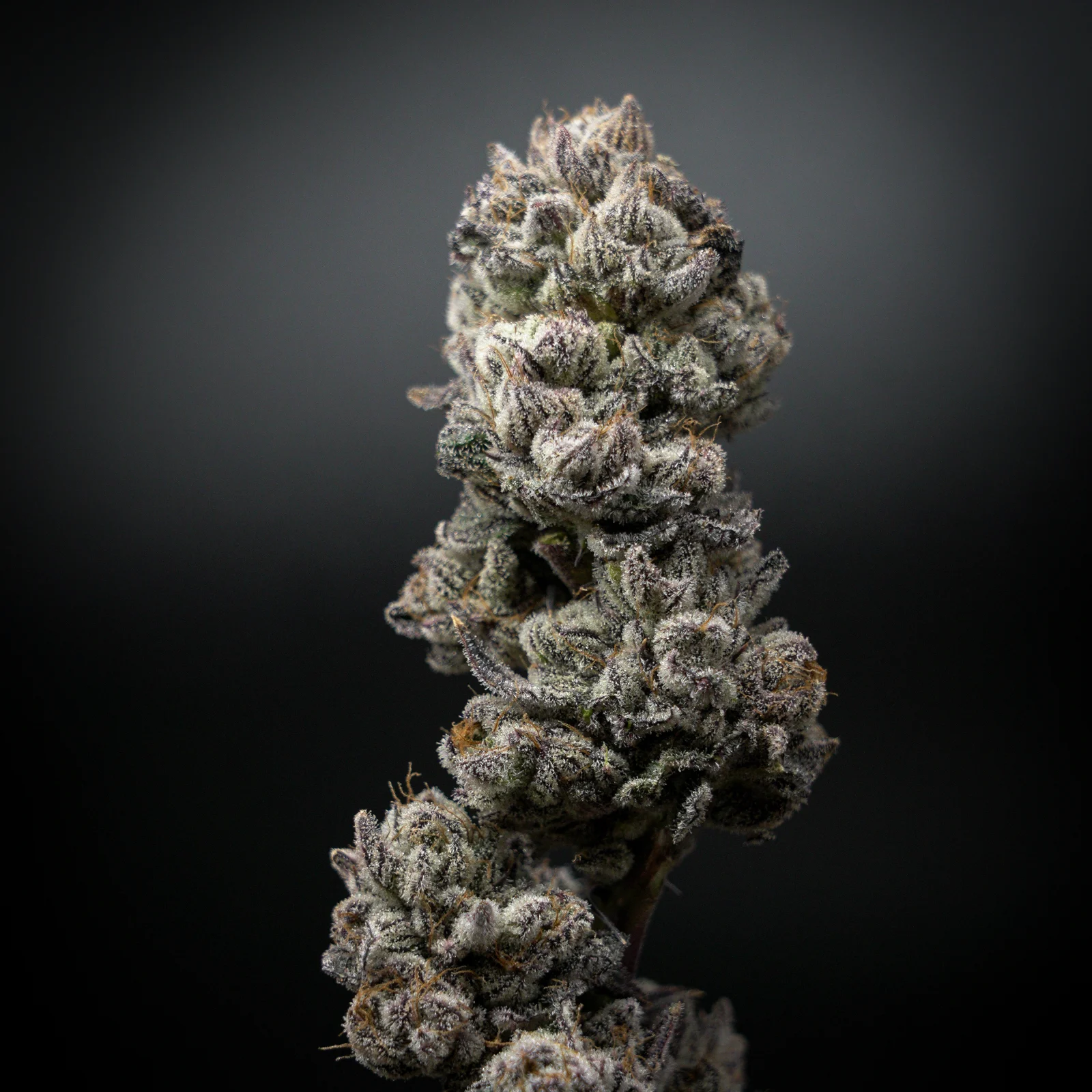 Loud Mouth Grape cannabis flower
