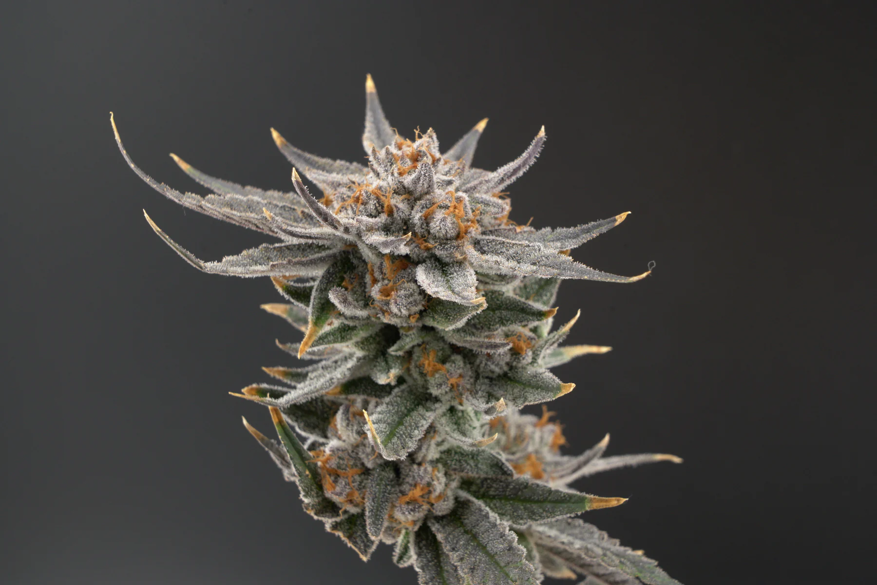 Close-up of a trichome-covered cannabis bud photographed at Mainezilla Gardens