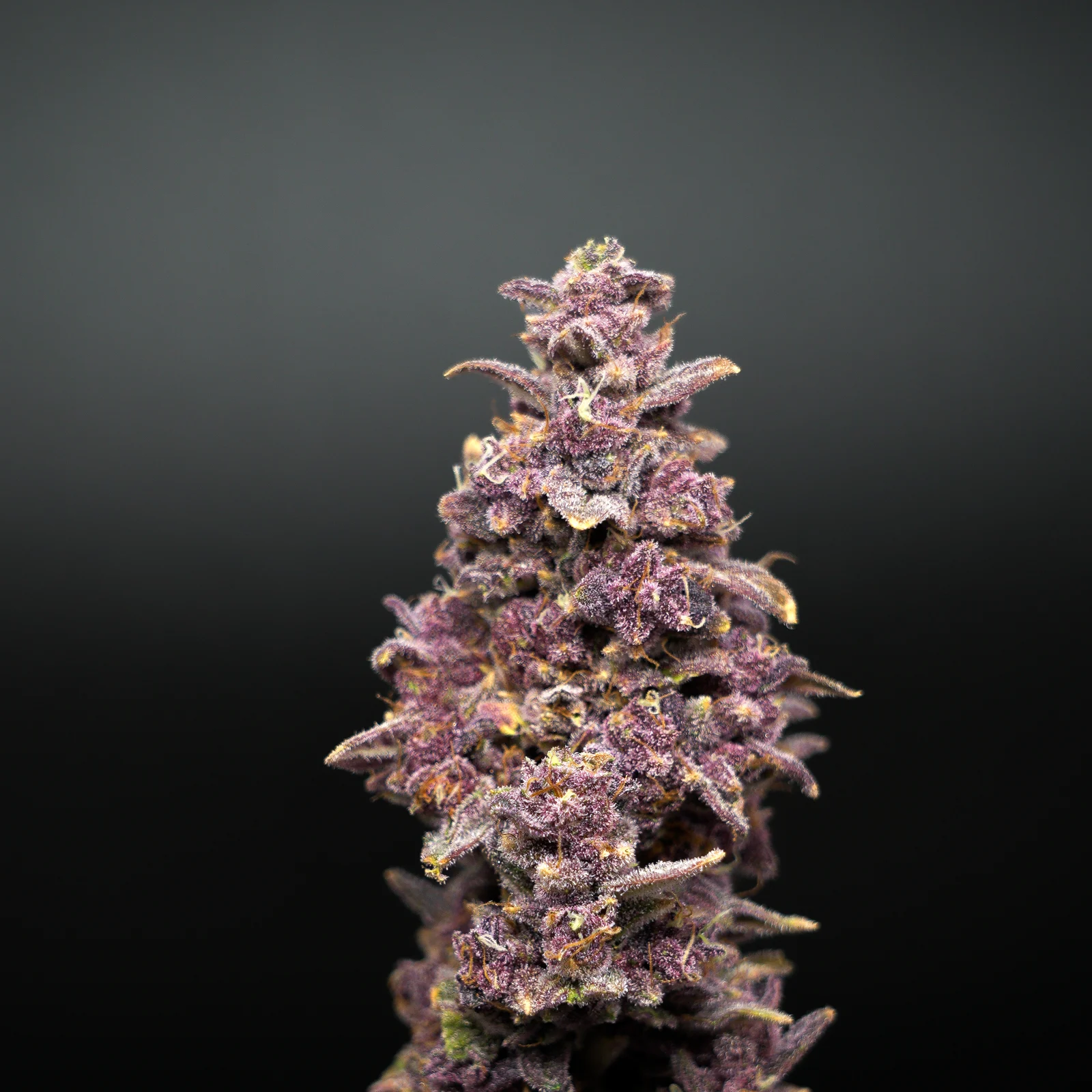 Purple Surfer cannabis flower
