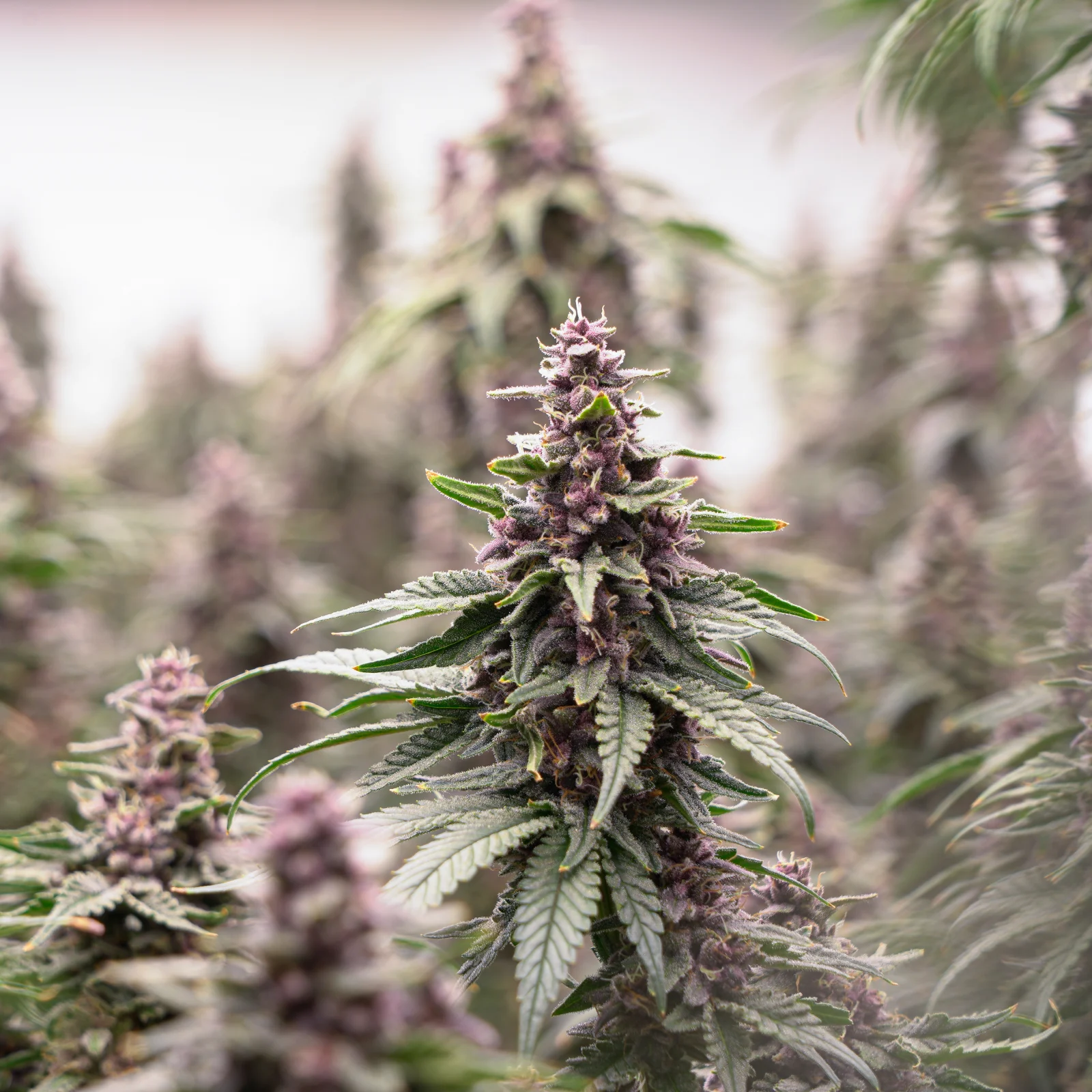 Trop Cherry cannabis flower